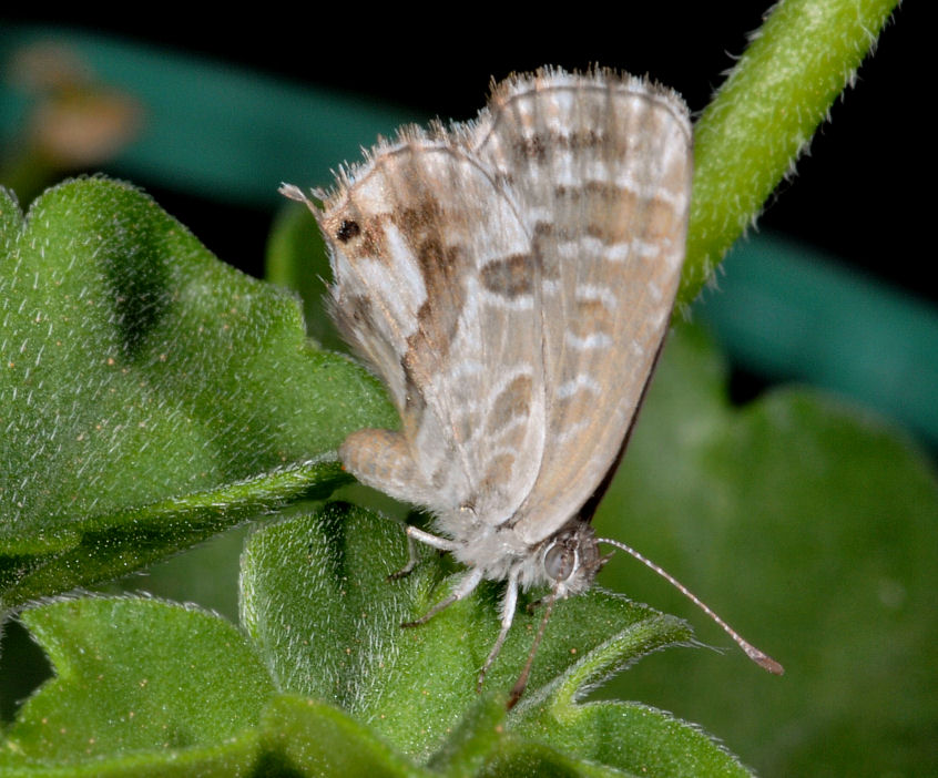 Cacyreus marshalli